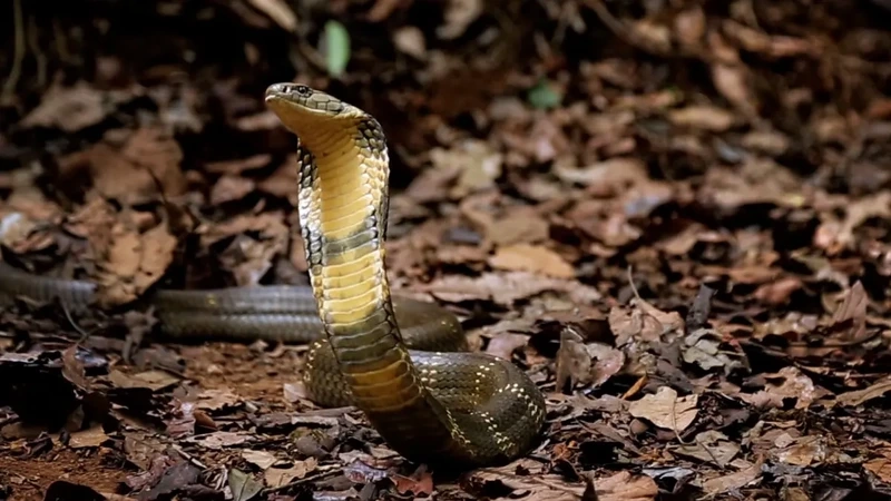 Chiêm ngưỡng rắn hổ mang chúa hoa văn da đẹp mắt và sinh động