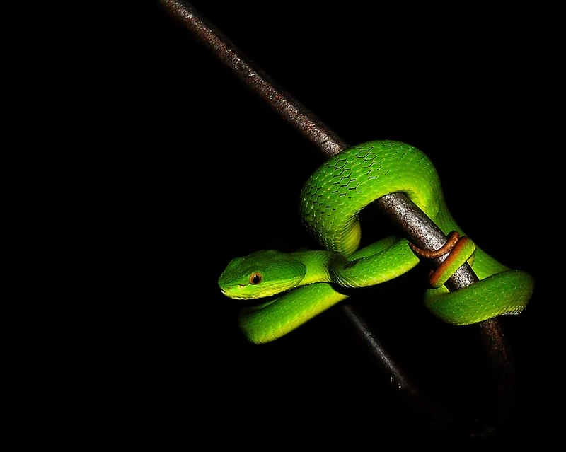 Thế giới rắn lục đuôi đỏ bò sát phong phú và sinh động