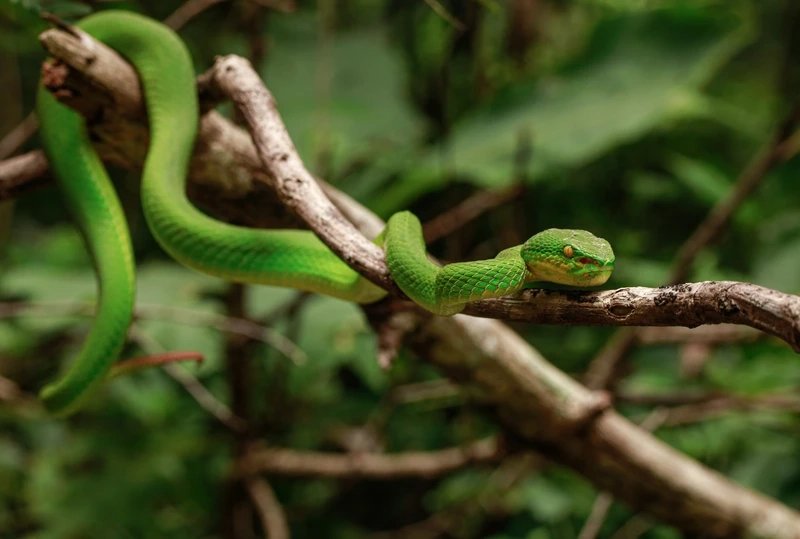 Khám phá rắn lục đuôi đỏ động vật hoang dã nguy hiểm