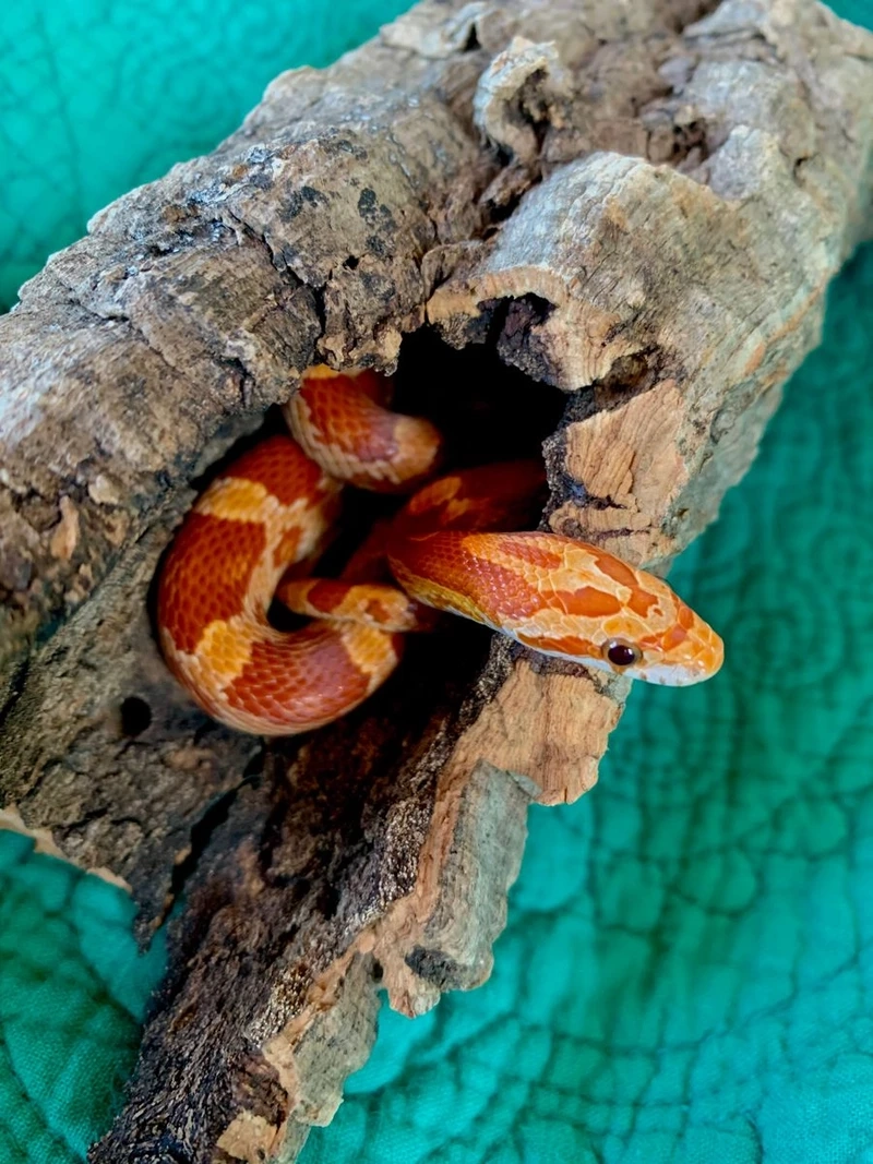 Đặc điểm nổi bật của rắn ngô cảnh 