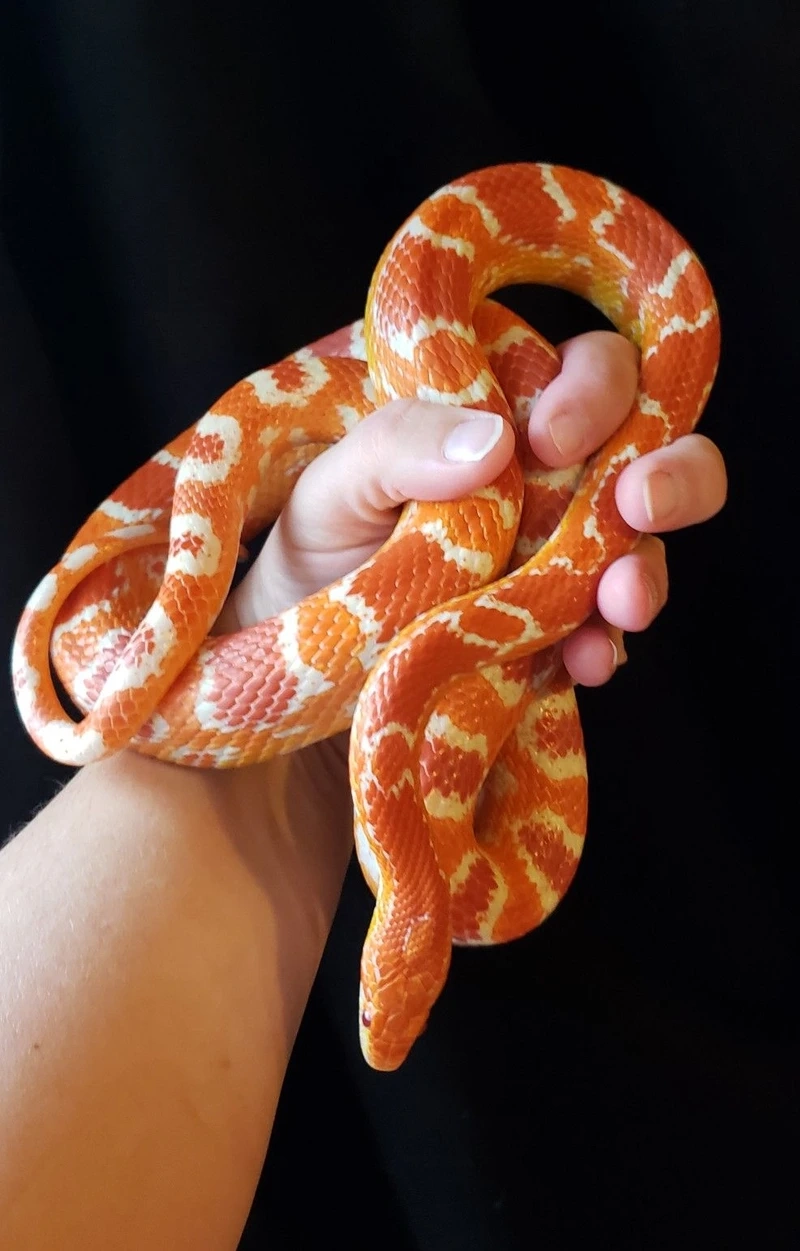 Khám phá vẻ đẹp của rắn ngô cảnh ngay hôm nay