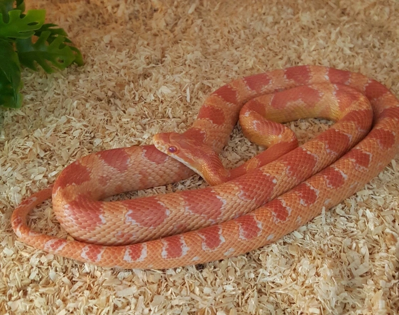 Các loài rắn ngô trưởng thành khỏe mạnh và đẹp