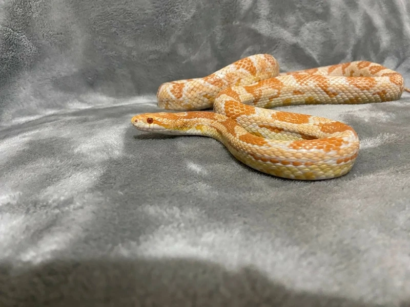 Tìm hiểu rắn ngô màu sắc đa dạng và nổi bật