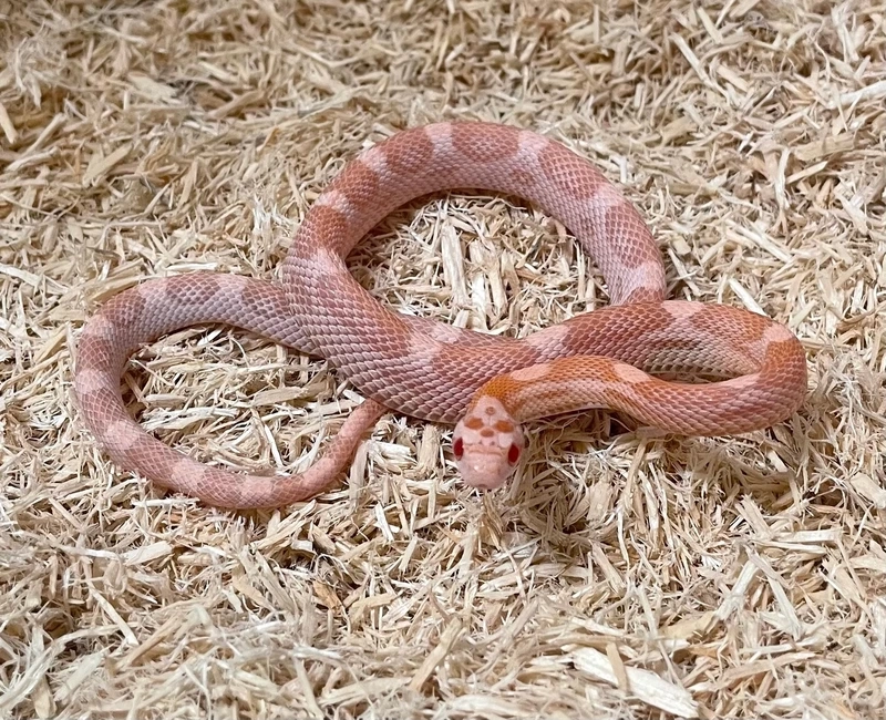 Top những loài rắn ngô đẹp khiến ai cũng mê