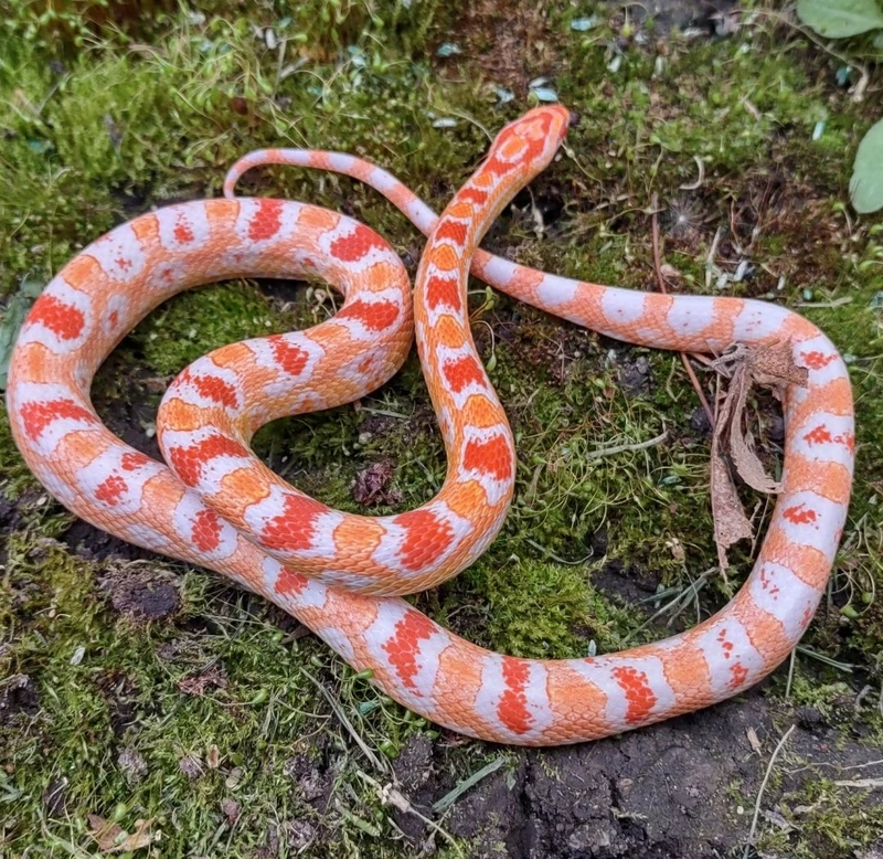 Trải nghiệm nuôi rắn ngô con dễ thương tại nhà