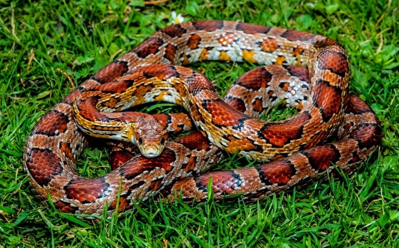 Tìm hiểu rắn ngô giá bao nhiêu trên thị trường