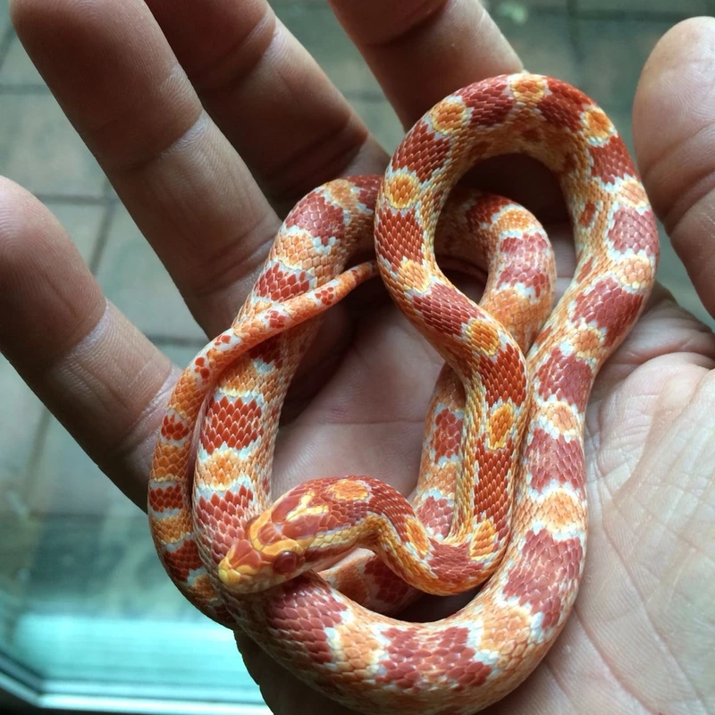 Thời gian sống của rắn ngô sống bao lâu dài