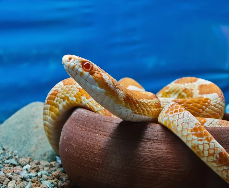 Sưu tầm rắn ngô cảnh độc lạ khó tin