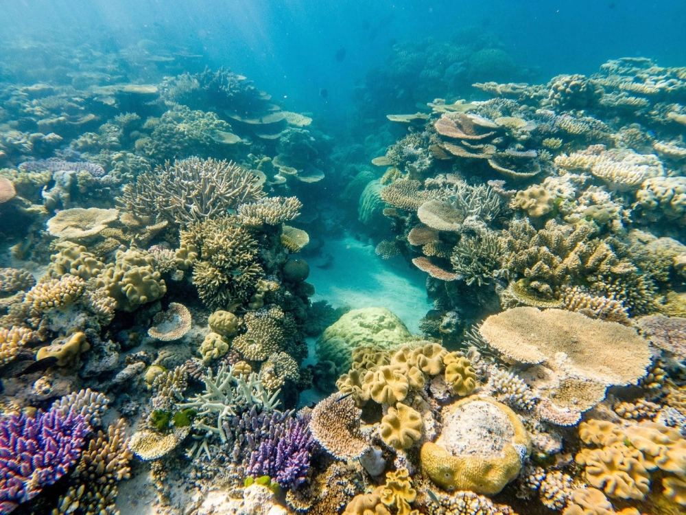 Tác động của biến đổi khí hậu và Great Barrier Reef qua những thước phim