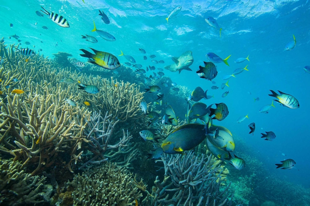 Great Barrier Reef nhìn từ vệ tinh cho thấy quy mô khổng lồ của rạn