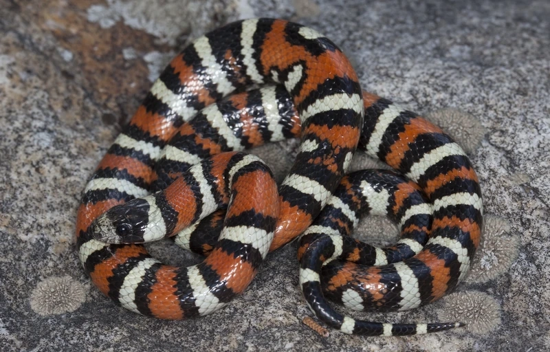 Hướng dẫn nuôi rắn sữa nuôi cảnh dễ dàng