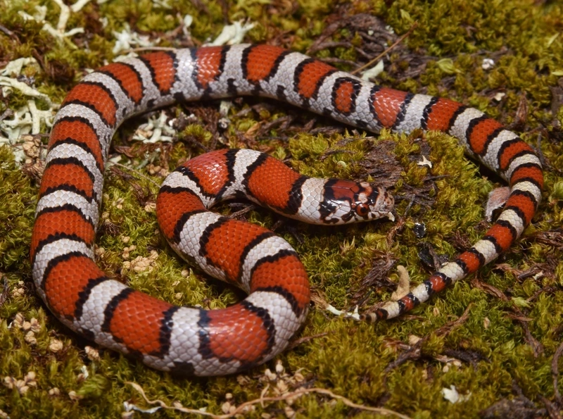 Trải nghiệm chăm sóc rắn sữa trưởng thành khỏe mạnh