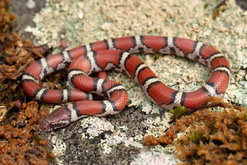 Chọn rắn sữa dễ nuôi cho người mới bắt đầu