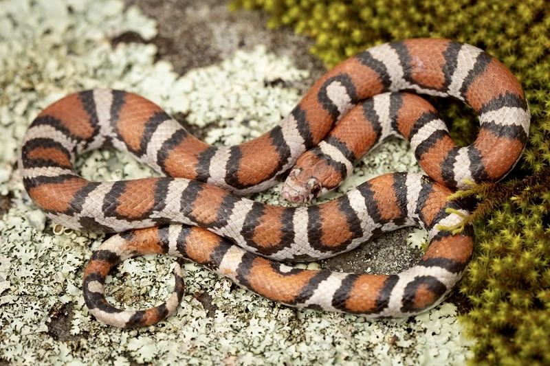 Khám phá rắn sữa màu sắc đẹp đa dạng