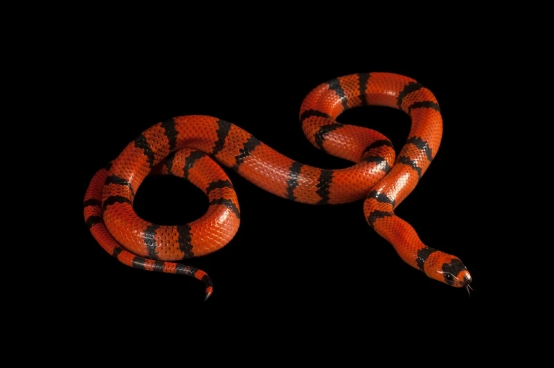 Tìm hiểu rắn sữa bò sát cảnh đẹp mắt