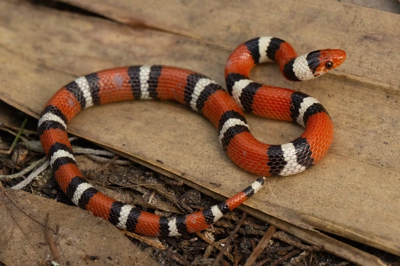 Hướng dẫn nuôi rắn sữa cảnh an toàn và dễ dàng