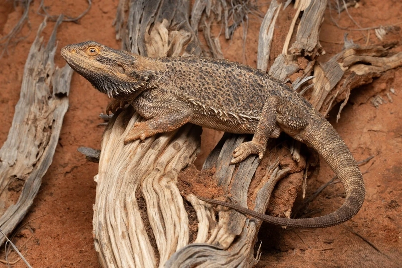 Nuôi rồng úc pet thân thiện và dễ thương