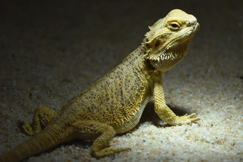 Hướng dẫn chăm sóc rồng úc nuôi cảnh chuẩn kỹ thuật