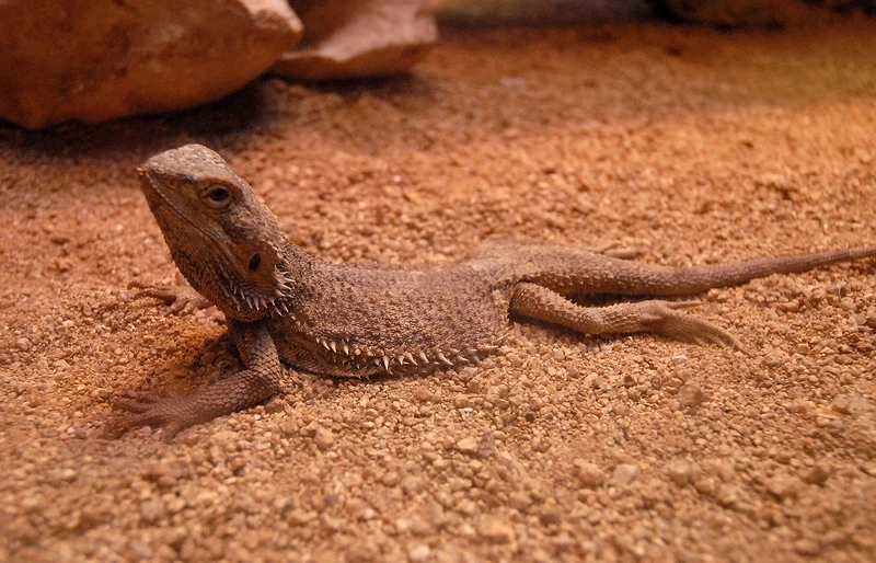 Chăm sóc rồng úc trưởng thành khỏe mạnh và bền lâu