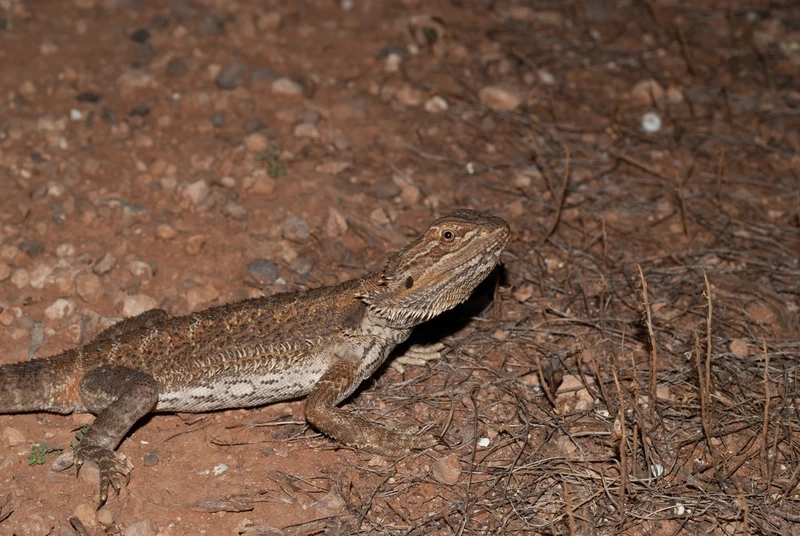 Khám phá rồng úc bò sát cảnh đẹp và sinh động