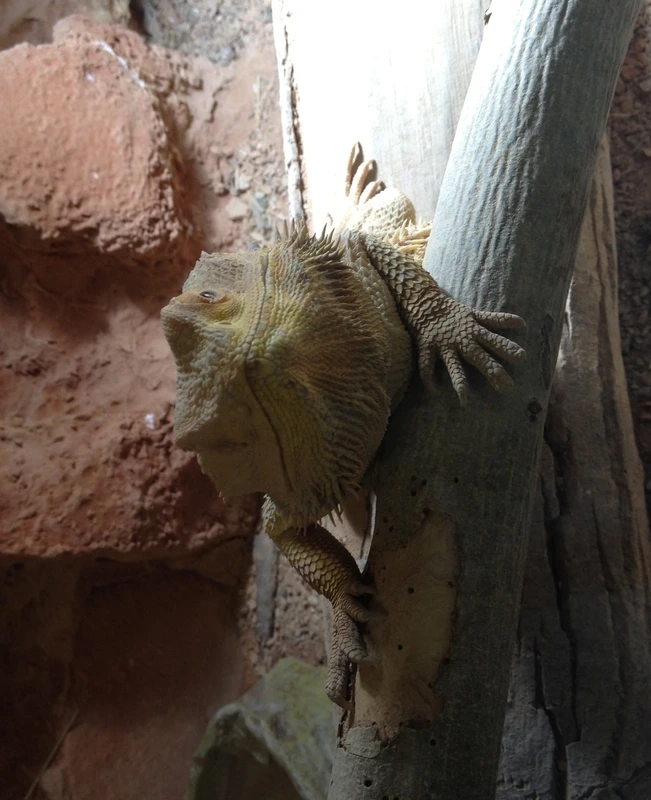 Thời gian sống của rồng úc sống bao lâu lâu dài