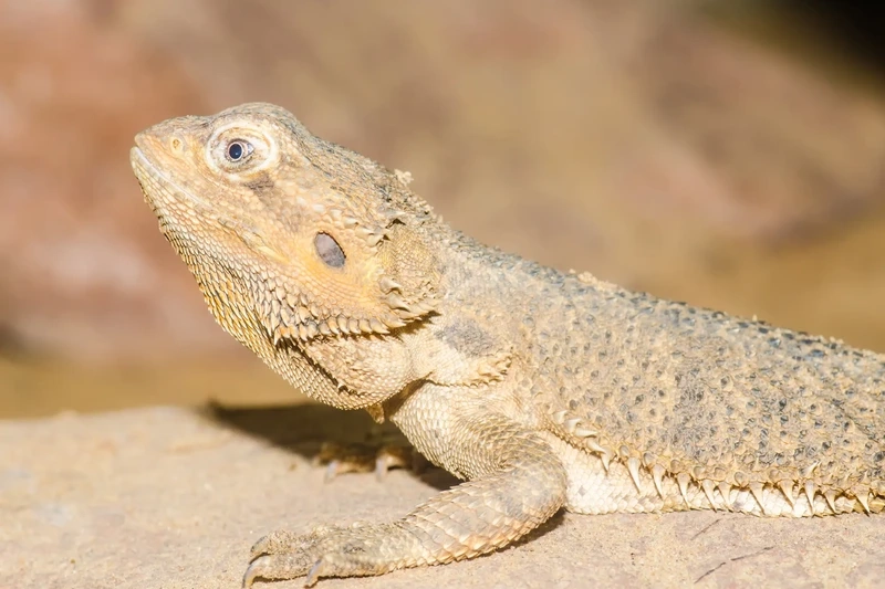 Lựa chọn rồng úc cho người mới chơi dễ dàng