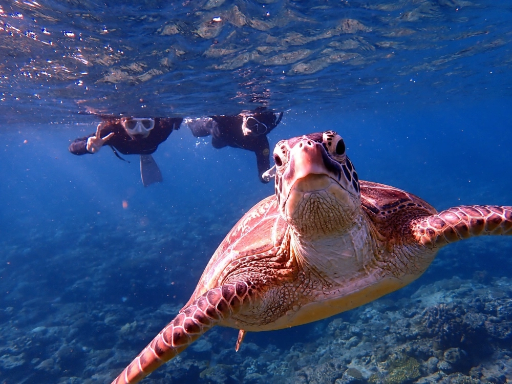 Chú rùa biển xanh đang bơi lội thong dong giữa đại dương bao la