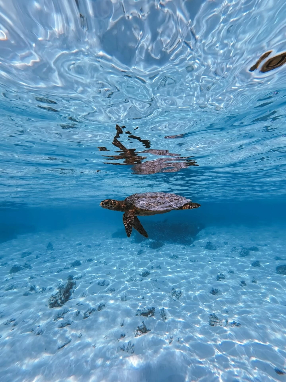 Rùa biển vích nằm nghỉ ngơi bên cạnh rạn san hô mềmHình ảnh rùa biển bơi lội cùng đàn cá nhỏ đầy màu sắc