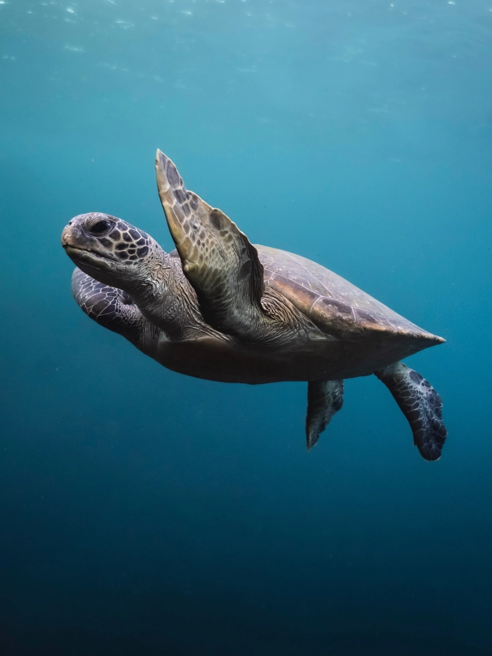 Hình ảnh rùa biển bơi lội cùng đàn cá nhỏ đầy màu sắc