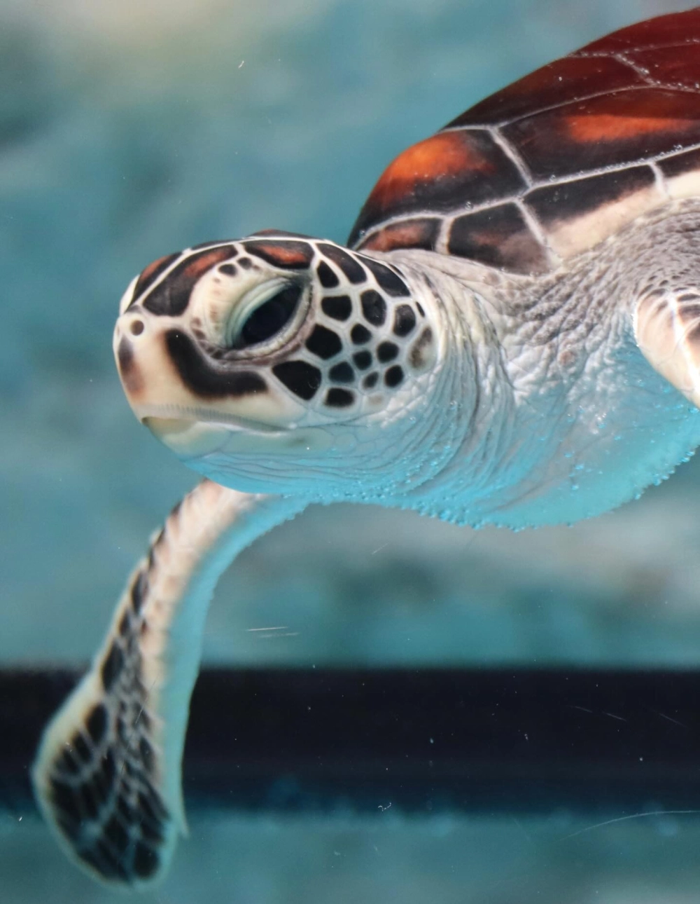 Hình ảnh rùa biển già nua với vẻ mặt uy nghi trầm mặc