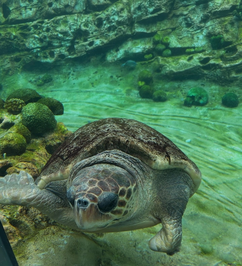 Chú rùa biển vàng bơi lượn dưới ánh nắng mặt trời xuyên qua nước