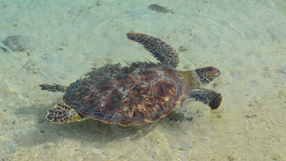 Đàn rùa biển vừa mới nở hành trình tìm về phía biển