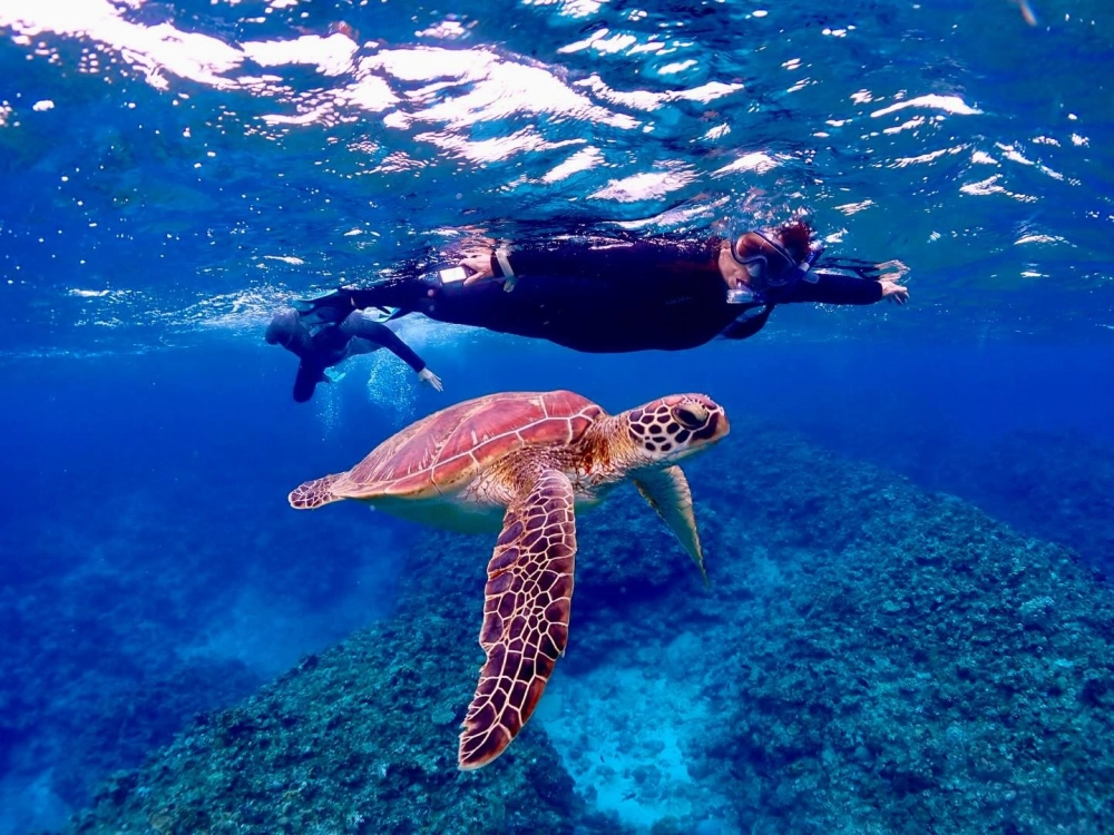 Hình ảnh rùa biển nhỏ nhắn nép mình bên những khóm rong