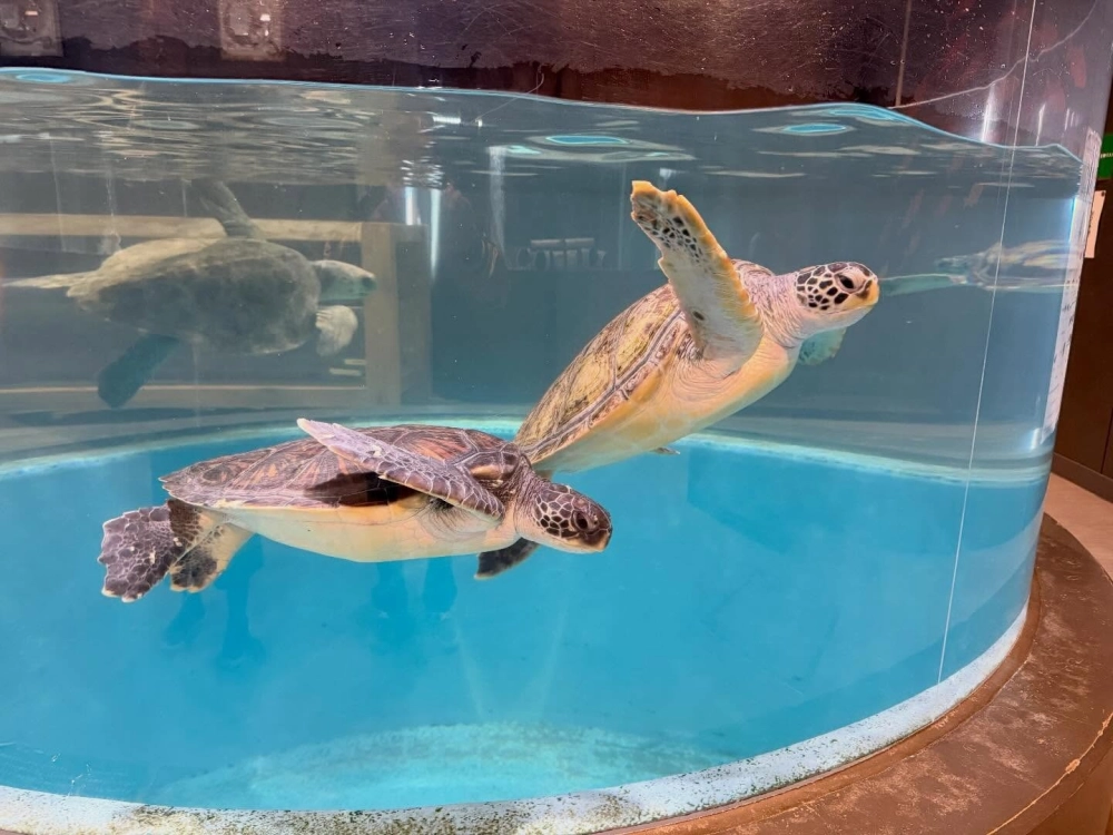 Khoảnh khắc rùa biển ăn sứa giữa lòng đại dương sâu thẳm