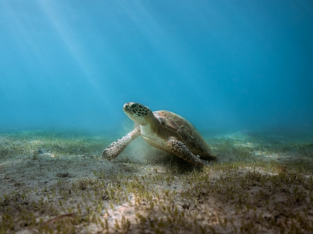 Cận cảnh hoa văn độc đáo trên mai rùa biển quản đồng