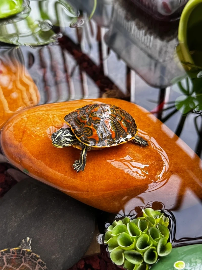 Khám phá rùa cảnh mini xinh xắn trong nhà