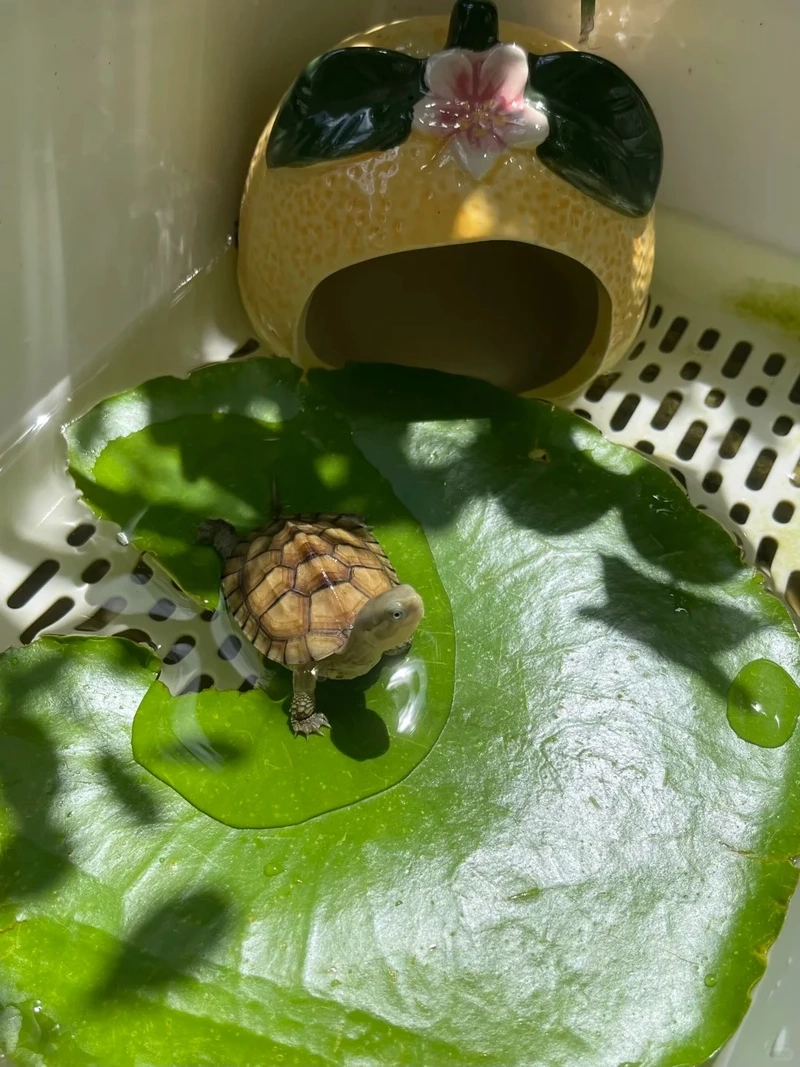 Chiêm ngưỡng rùa cảnh đẹp đầy màu sắc và sinh động