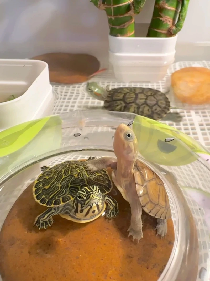 Thiết kế rùa cảnh nuôi hồ kính chuẩn chuyên gia