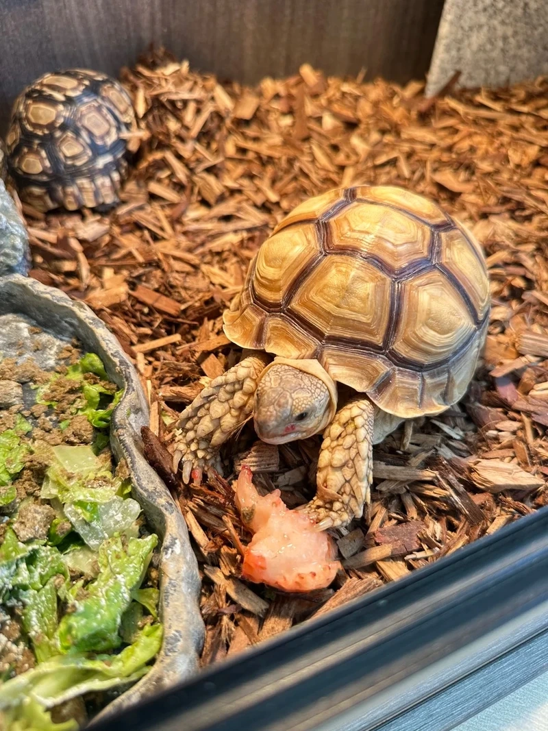 Thú vui thủy sinh với rùa cảnh thủy sinh tự nhiên