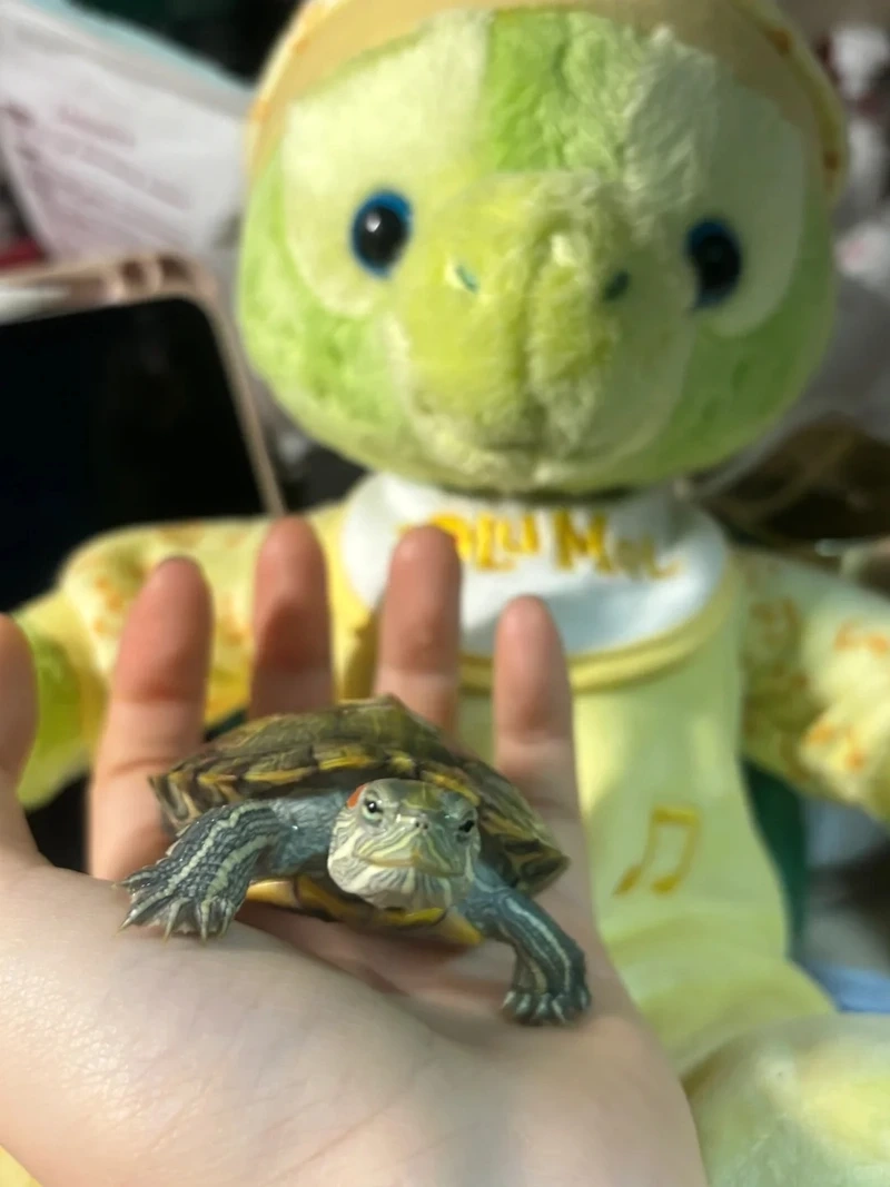 Chăm sóc rùa cảnh bán cạn sống khỏe và sinh động