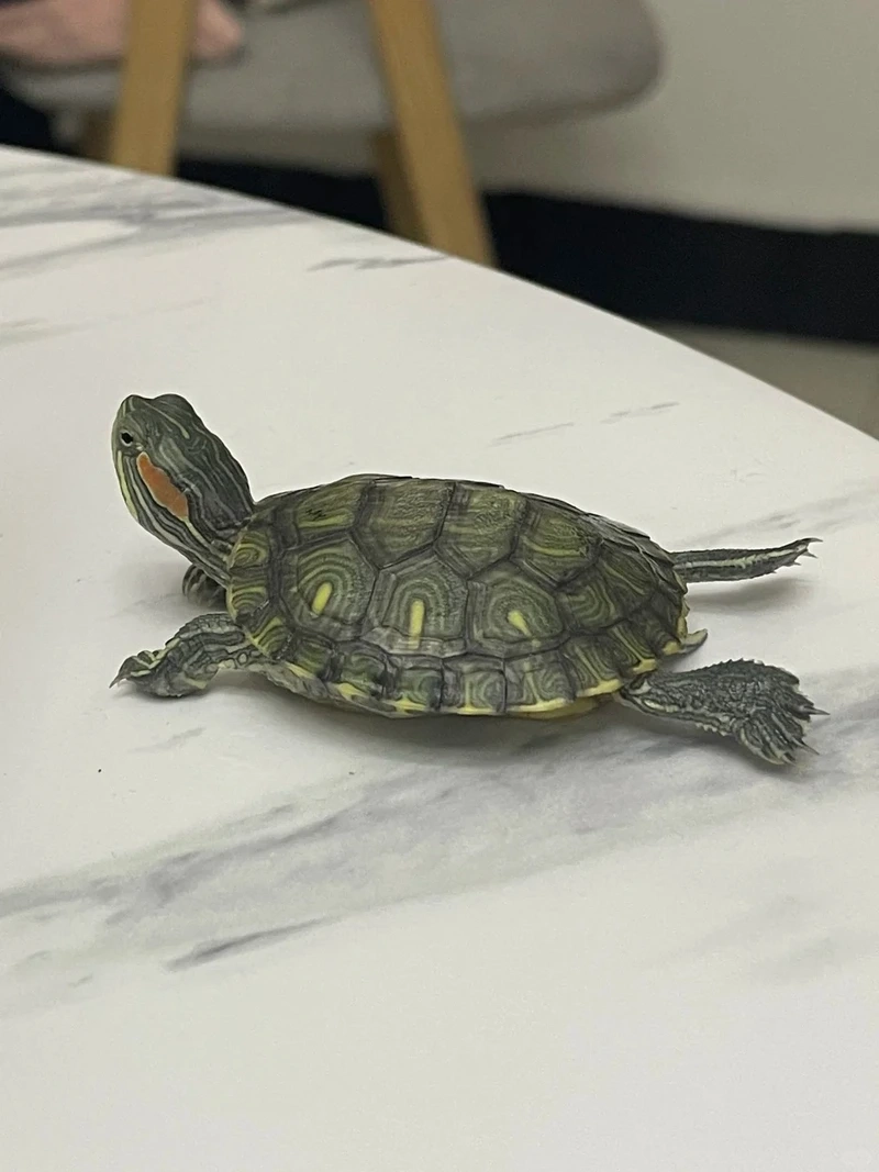 Tận hưởng rùa cảnh cạn dễ nuôi trong không gian nhỏ