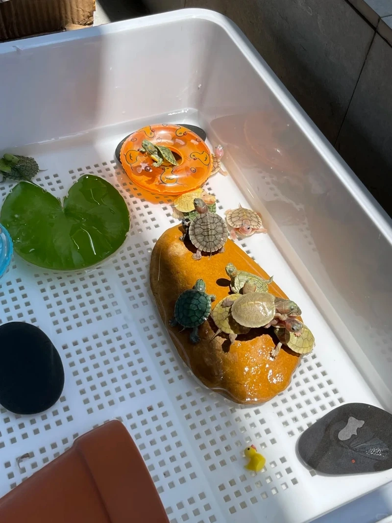 Hướng dẫn rùa cảnh cho người mới chi tiết và nhanh chóng