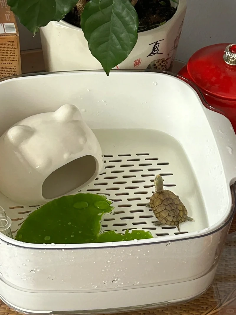 Nuôi rùa cảnh thân thiện an toàn cho gia đình