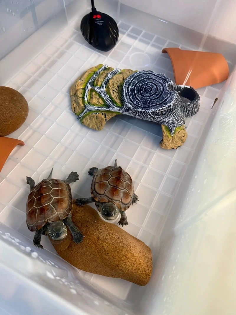 Tìm hiểu rùa cảnh ăn gì để phát triển tốt