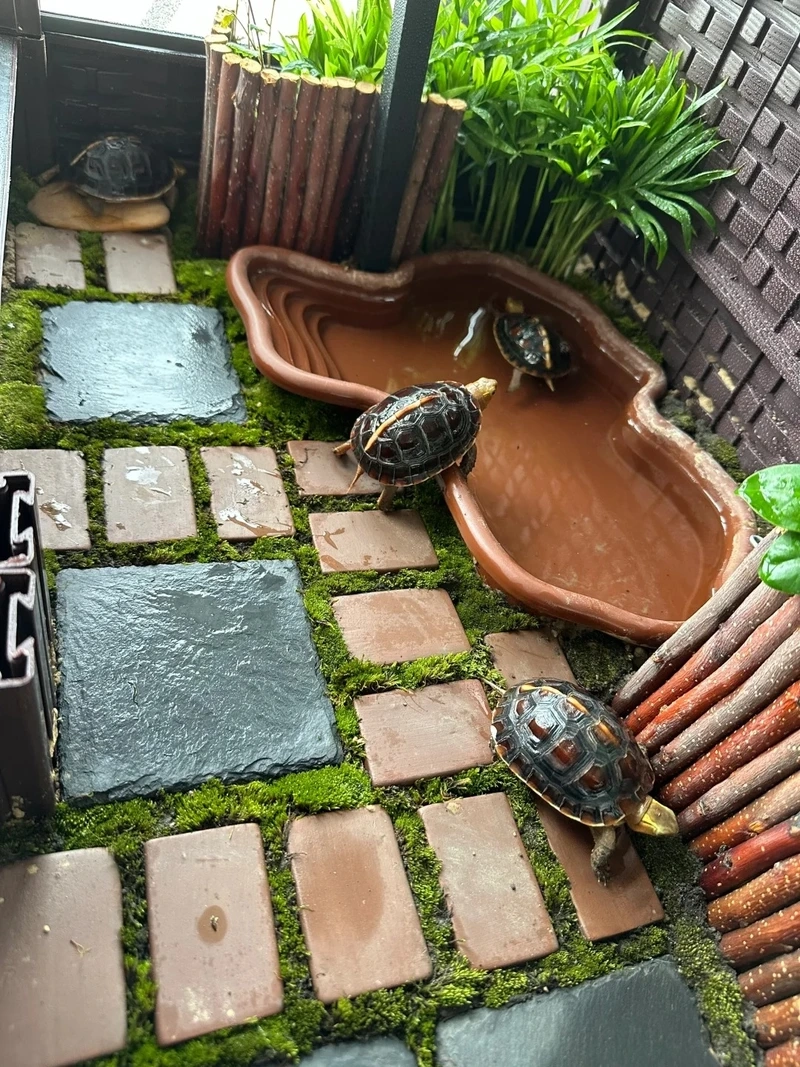 Chăm sóc rùa cảnh trưởng thành khỏe mạnh và lâu sống