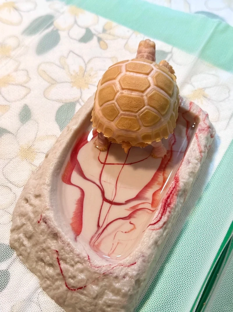 Nuôi rùa cảnh nuôi sân vườn thêm sinh động và đẹp mắt