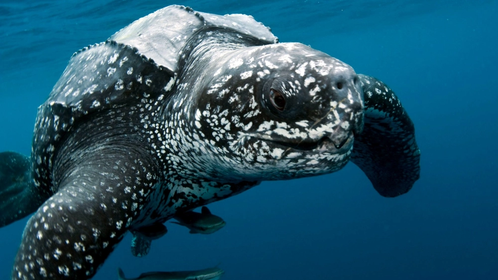 Những vệt nước trắng xóa khi rùa da quạt mái chèo