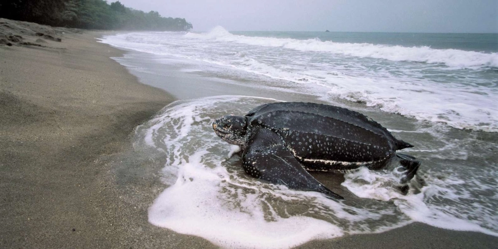 Rùa da nghỉ ngơi dưới bóng râm của những rặng rong biển