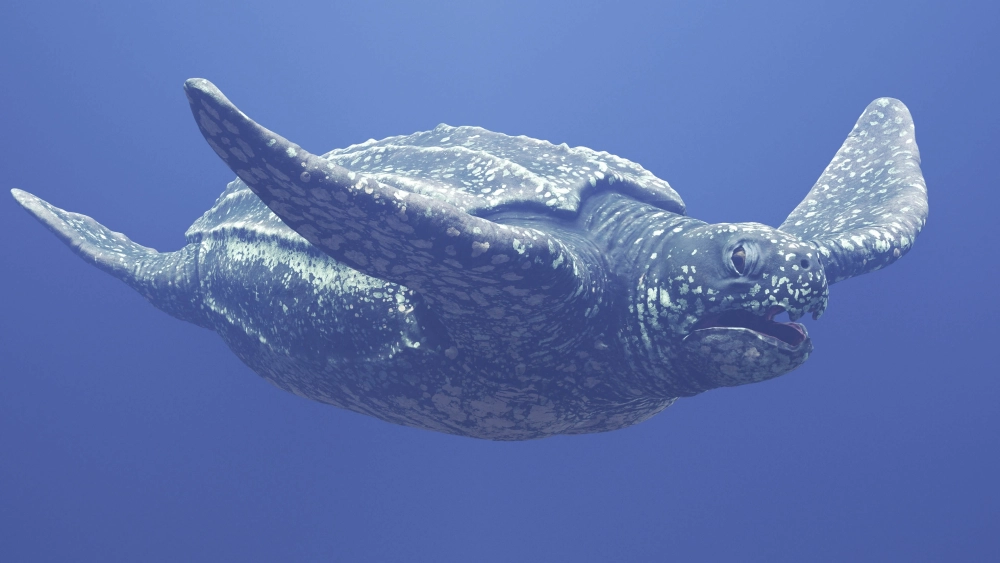 Góc chụp từ dưới lên thấy rõ bụng của chú rùa da