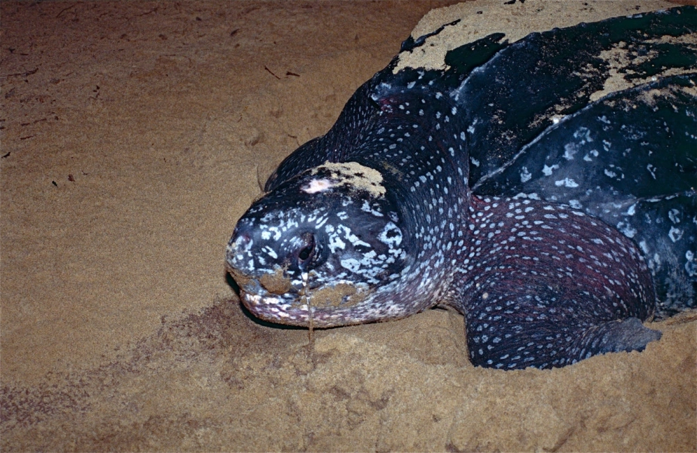 Hình ảnh rùa da bơi xuyên qua những dòng hải lưu mạnh mẽ